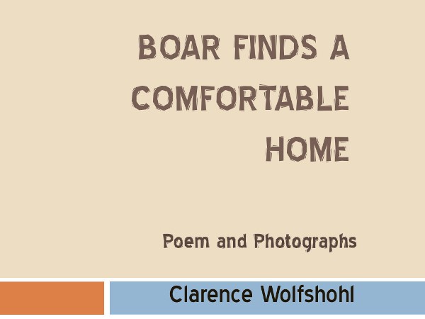 Boar Finds a Comfortable Home